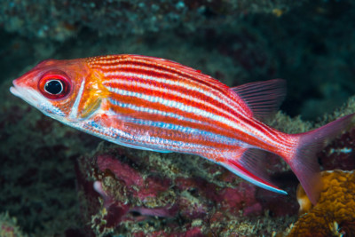 Sargocentron microstoma Holocentridae