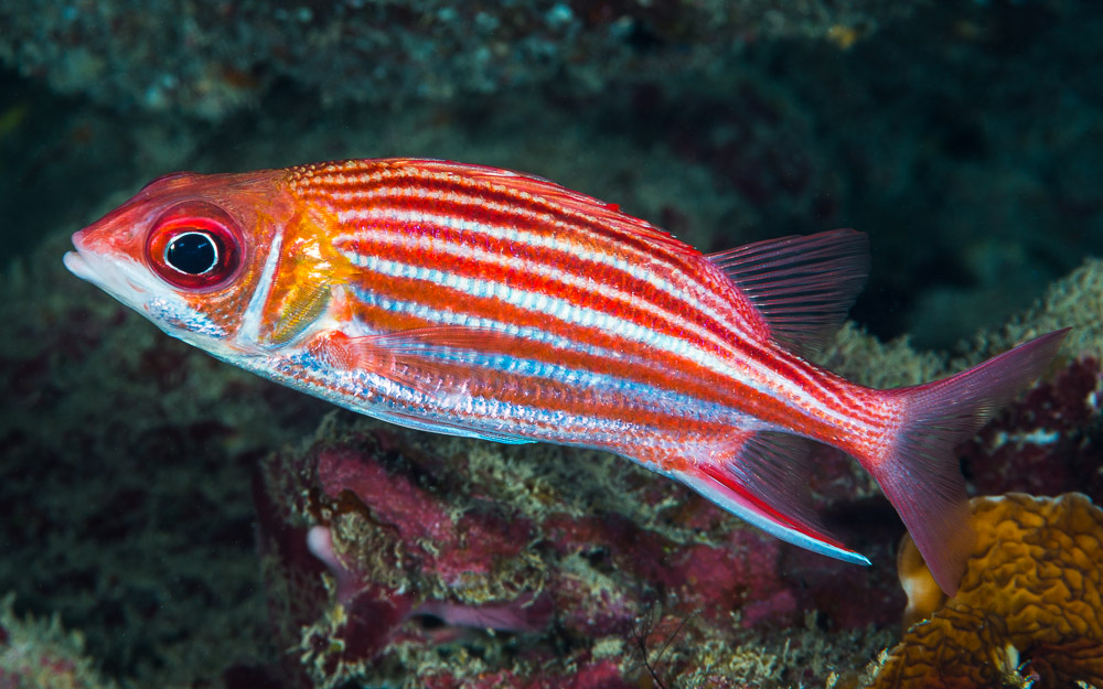Sargocentron microstoma