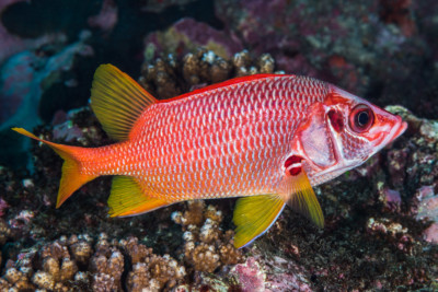 Sargocentron spiniferum Holocentridae