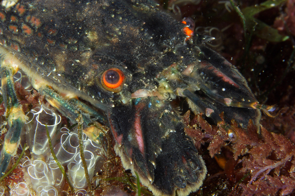 Scyllarus arctus