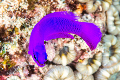Pseudochromis fridmani Pseudochromidae