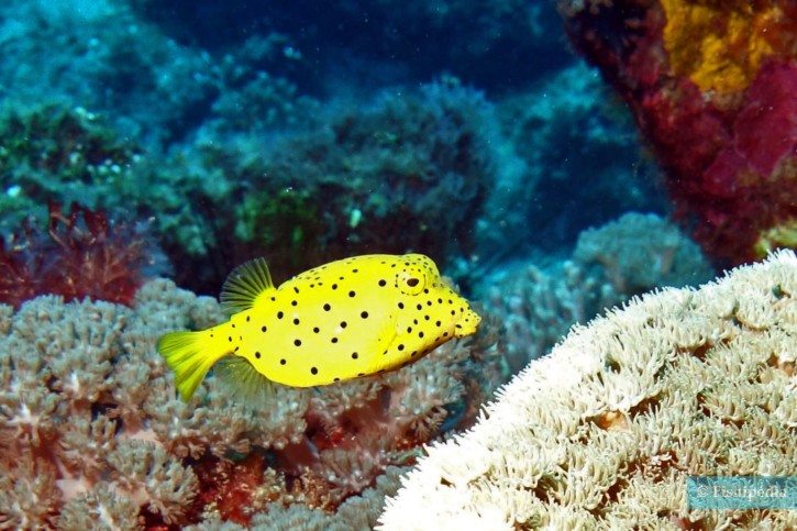 Ostracion cubicus - pesce scatola giallo