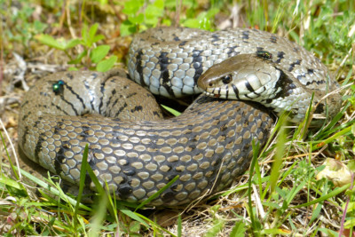 Natrix helvetica Natricidae