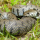 picture of Natrix helvetica