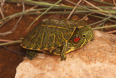 Trachemys scripta Emydidae