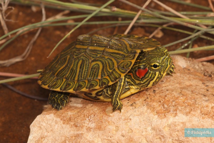 Trachemys scripta