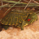 picture of Trachemys scripta