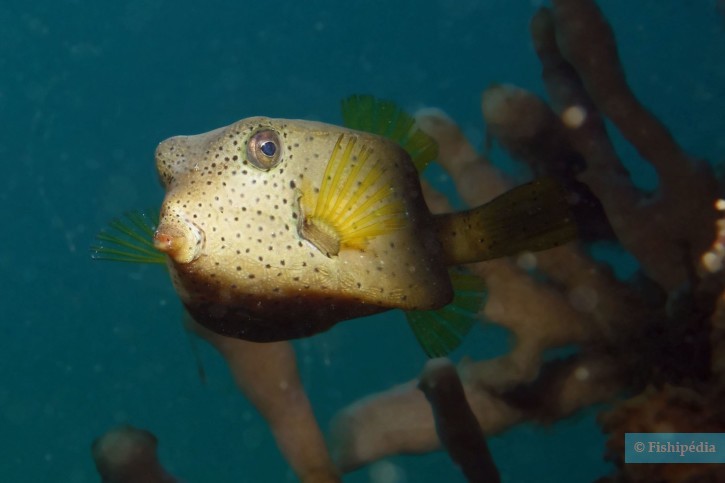 Ostracion cubicus - pesce scatola giallo