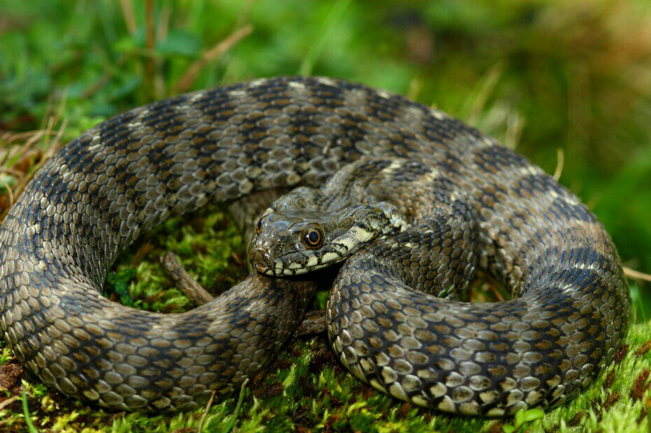 Natrix
