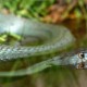 picture of Natrix astreptophora