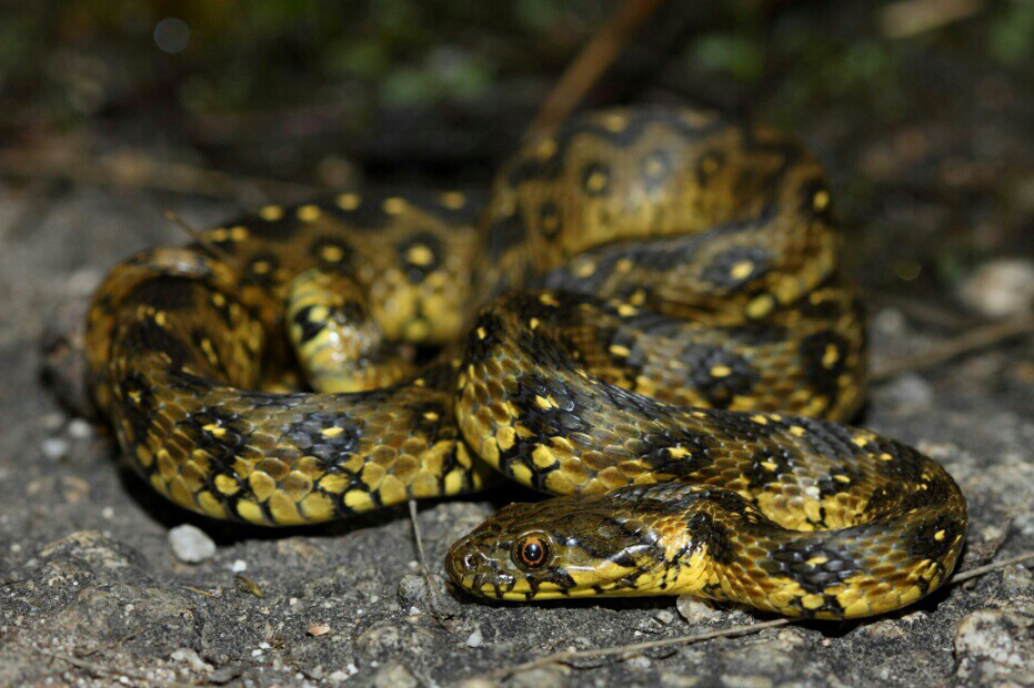 Natrix maura