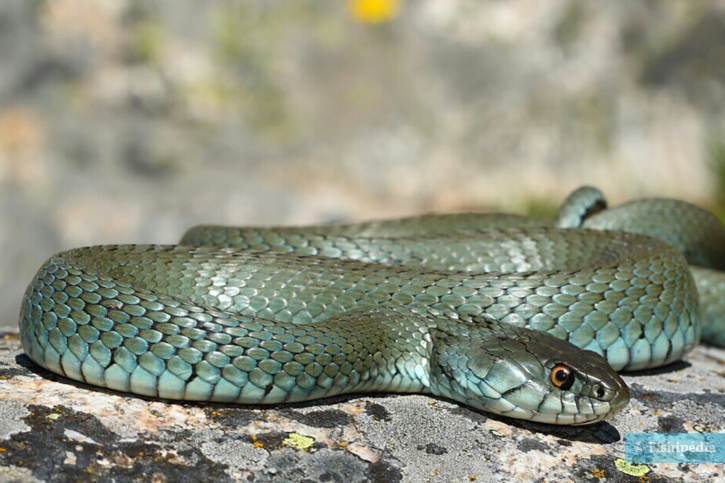 Natrix astreptophora - couleuvre à collier méditerranéenne