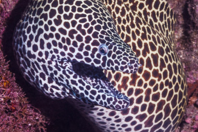 Murène léopard Muraenidae