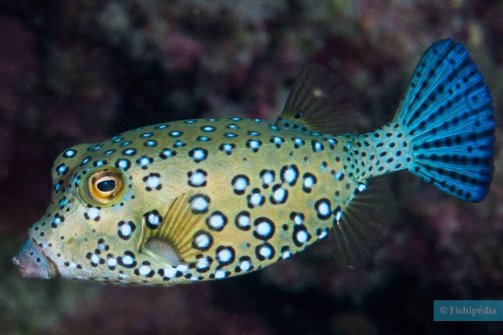Ostracion cubicus - pesce scatola giallo