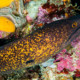 picture of Gymnothorax flavimarginatus