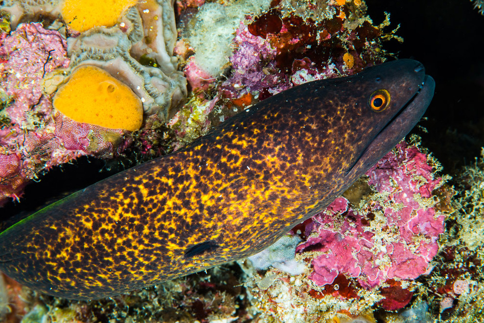 Gymnothorax flavimarginatus
