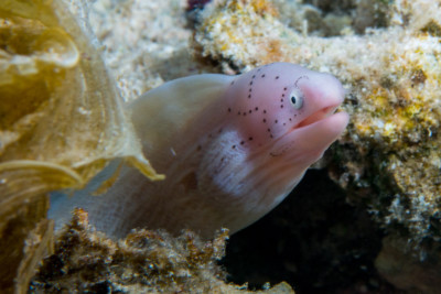 Gymnothorax griseus Muraenidae