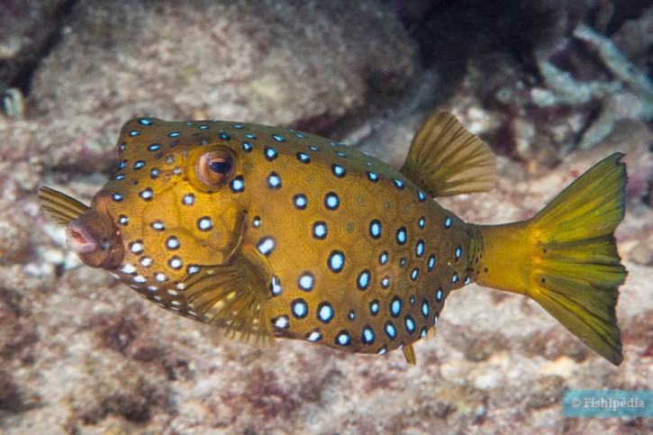 Ostracion cubicus - pesce scatola giallo