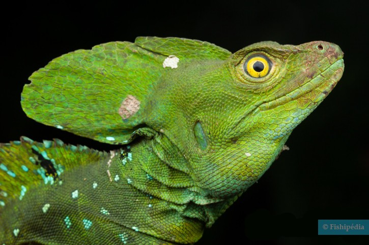 Basiliscus plumifrons