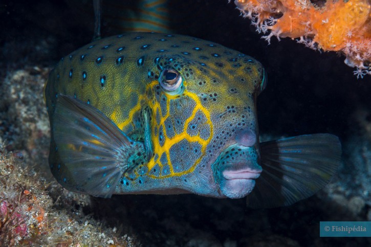 Ostracion cubicus - pesce scatola giallo