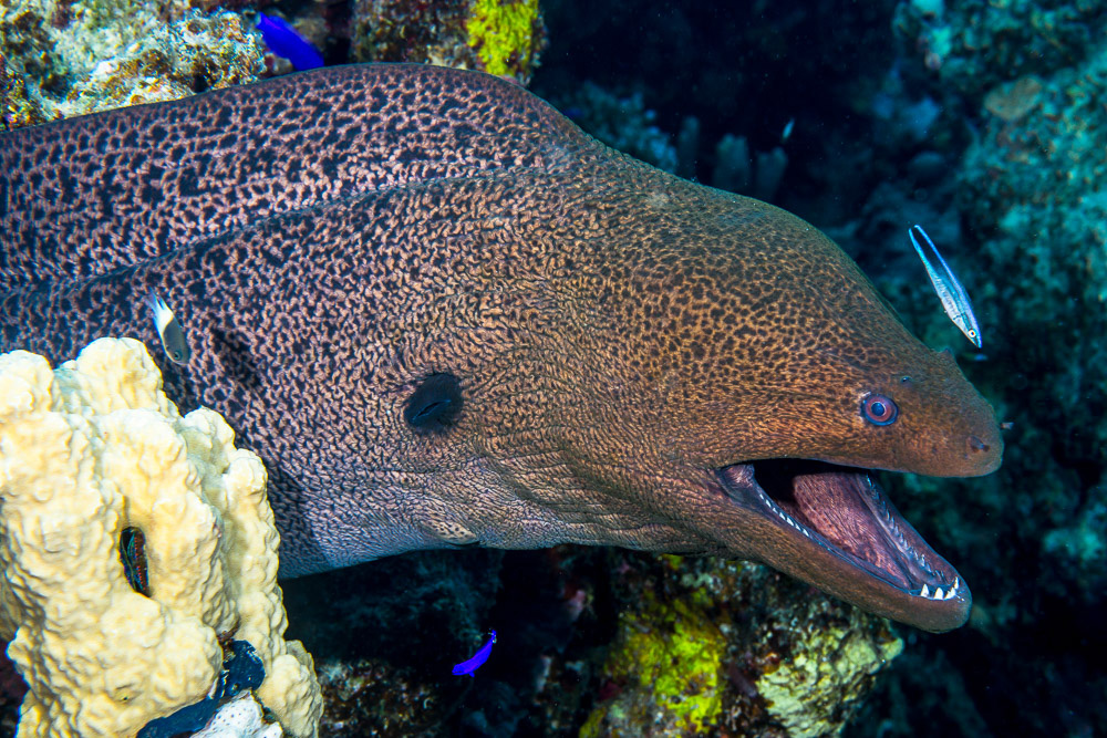Gymnothorax javanicus