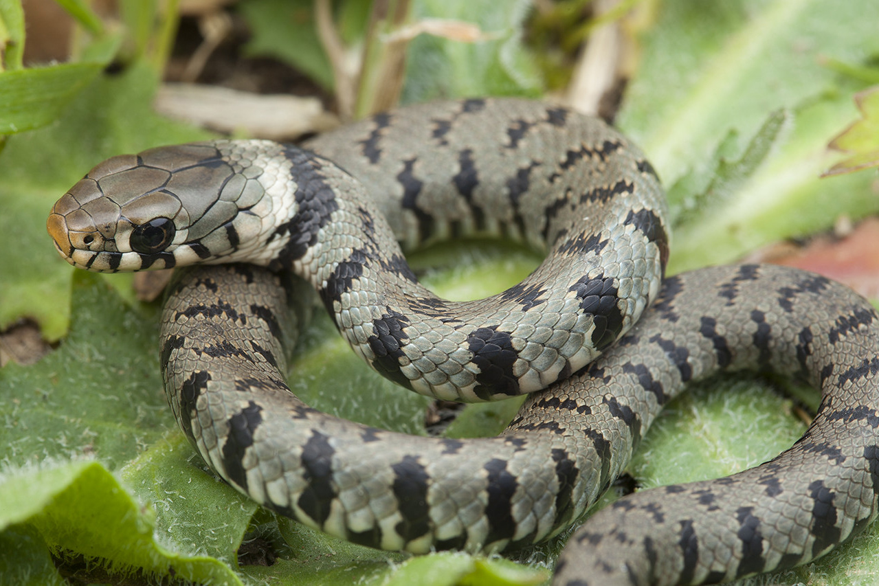 Natrix natrix