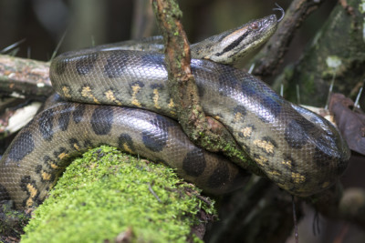 anaconda géant Boidae