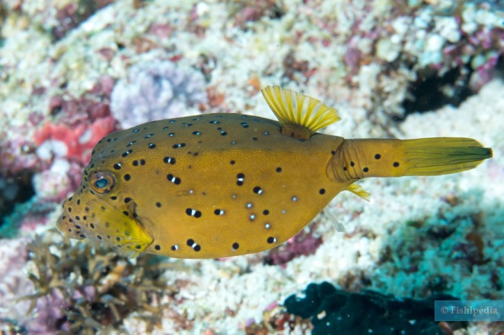 Ostracion cubicus - pesce scatola giallo