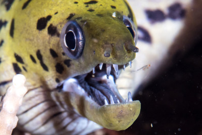 Gymnothorax fimbriatus Muraenidae