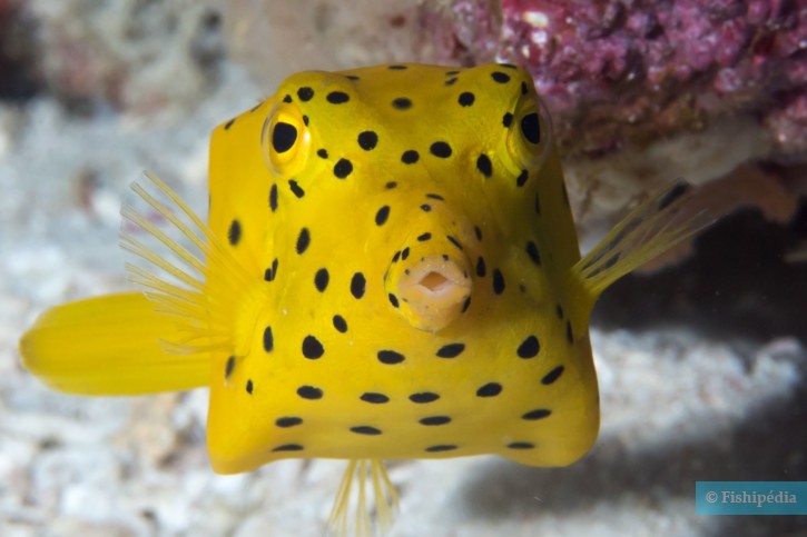 Ostracion cubicus - pesce scatola giallo