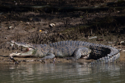 Crocodylus porosus Crocodylidae