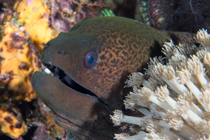 Gymnothorax javanicus - murena gigante
