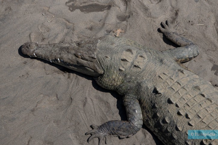 Crocodylus acutus
