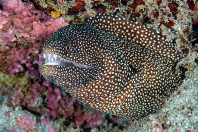 Gymnothorax meleagris Muraenidae