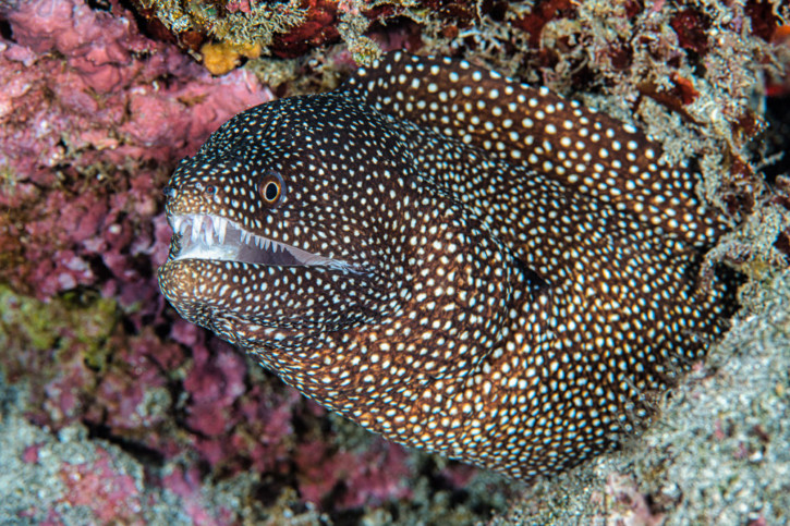 Gymnothorax meleagris