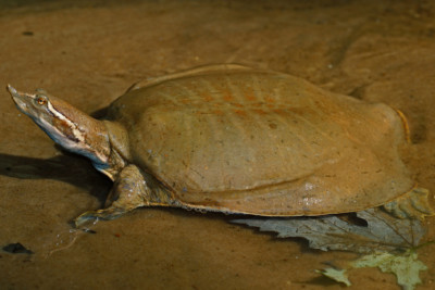 Apalone mutica Trionychidae
