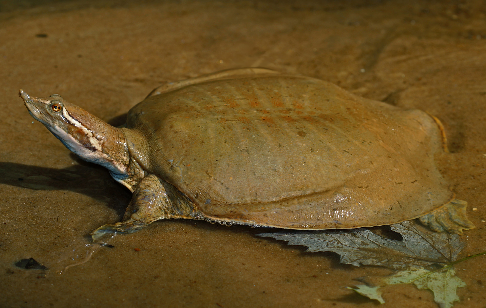 Apalone mutica