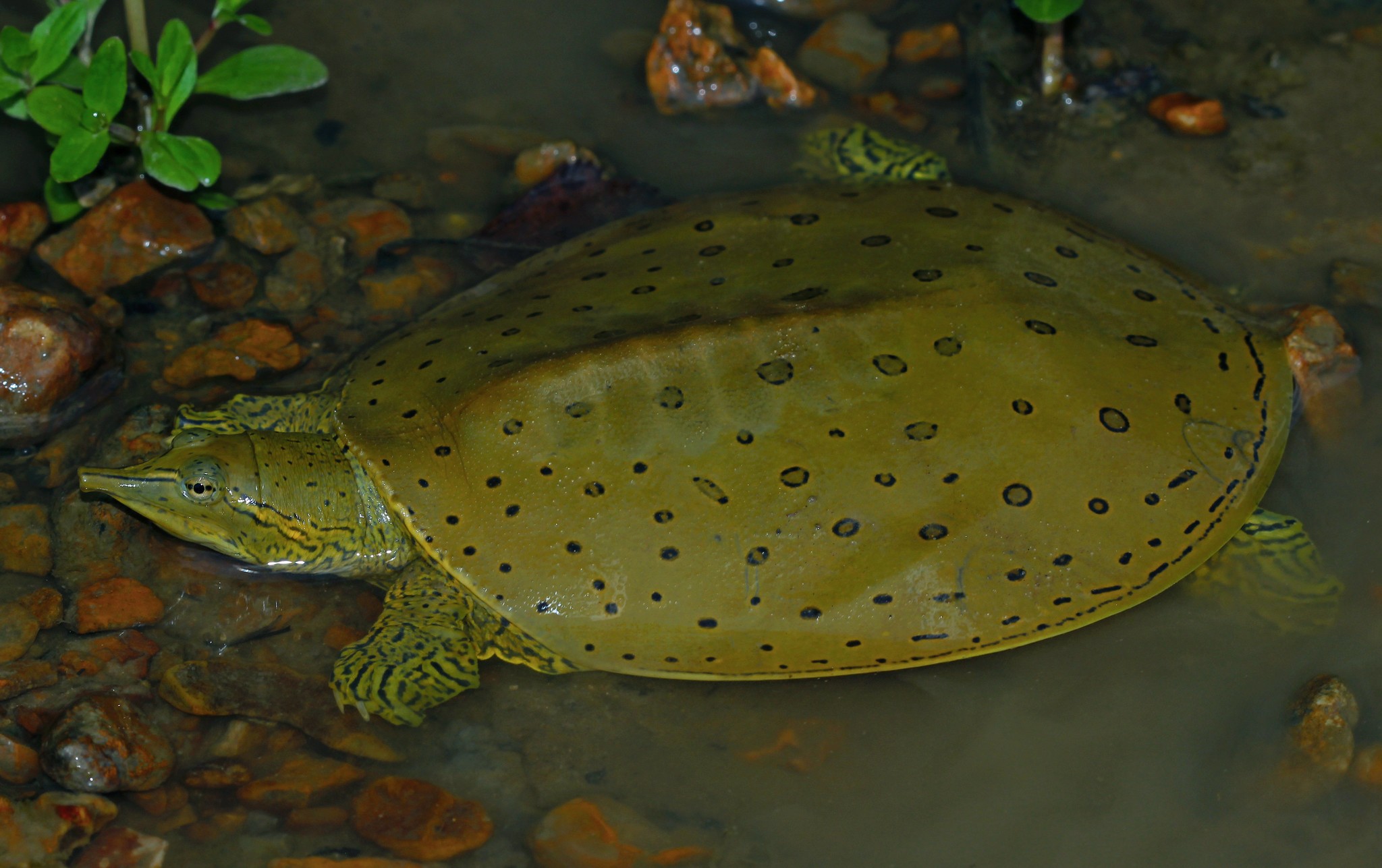 Apalone spinifera