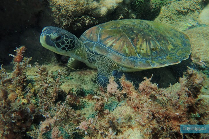 Chelonia mydas