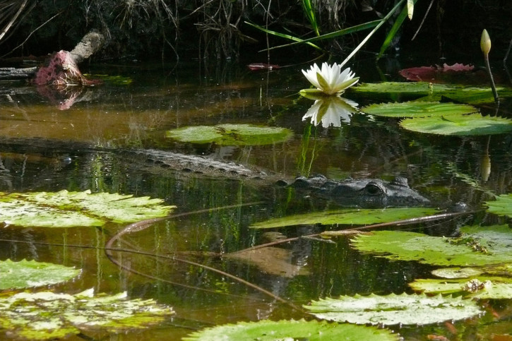 Crocodylus moreletii - Coccodrillo di Morelet