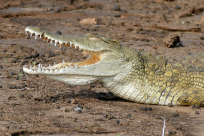 Crocodylus niloticus Crocodylidae