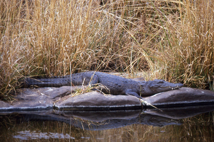 Crocodylus palustris - coccodrillo mugger