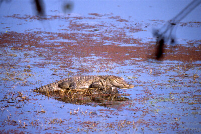 coccodrillo mugger Crocodylidae