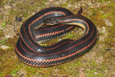 Farancia erytrogramma Colubridae