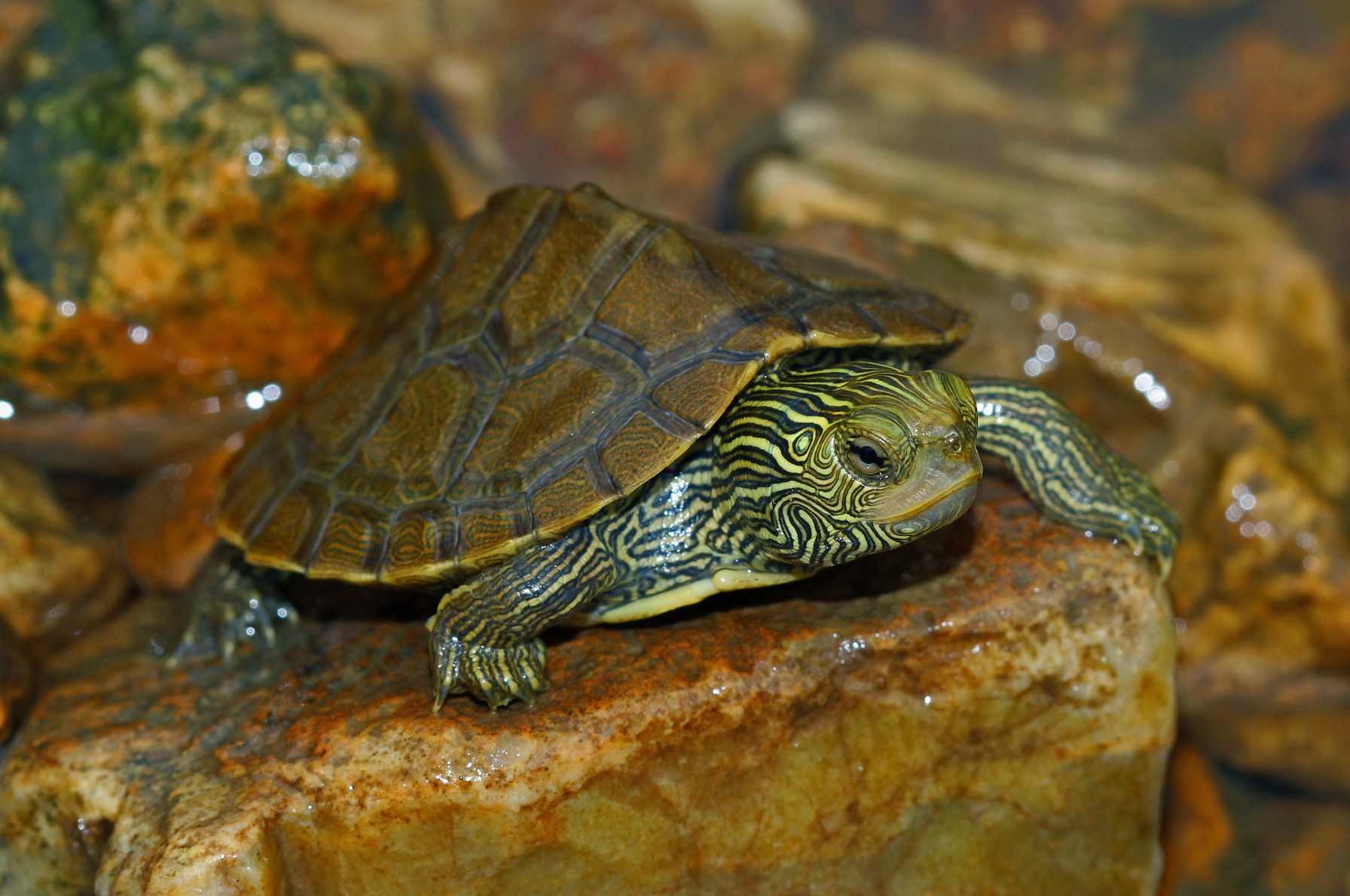 Graptemys geographica