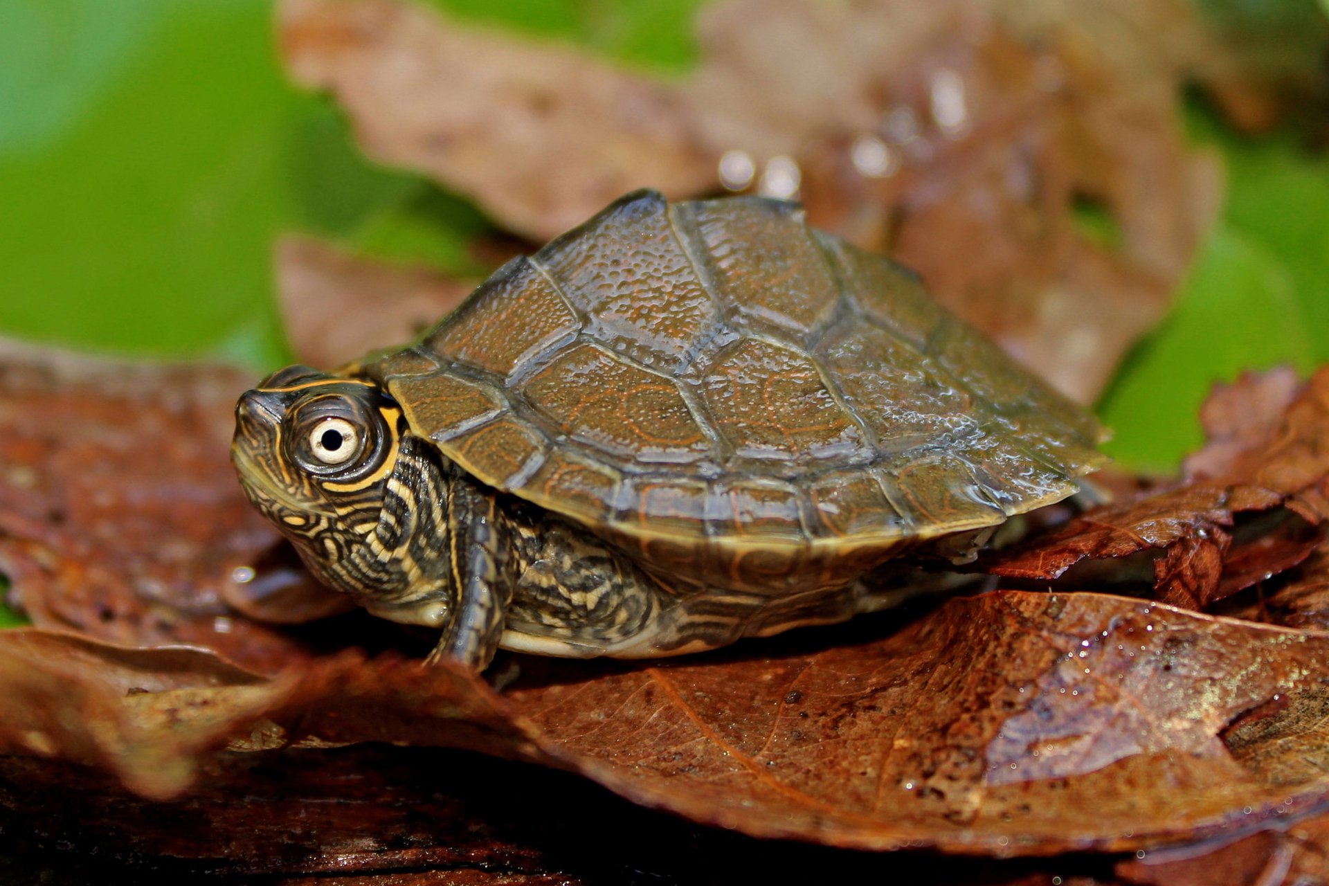 Graptemys pseudogeographica