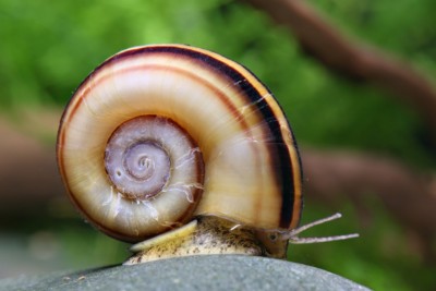 Marisa cornuarietis Ampullariidae