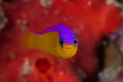 Pictichromis diadema Pseudochromidae