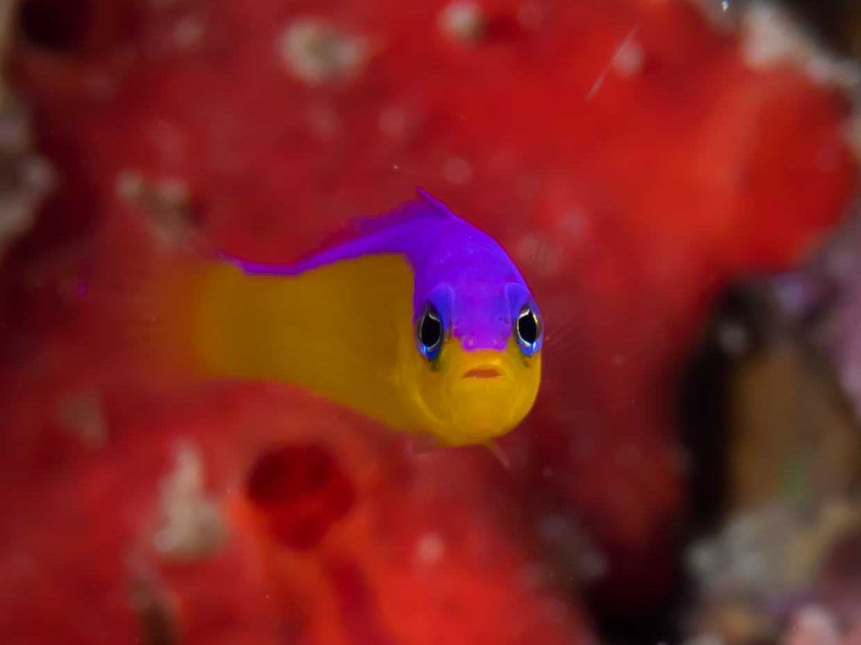 Pictichromis diadema
