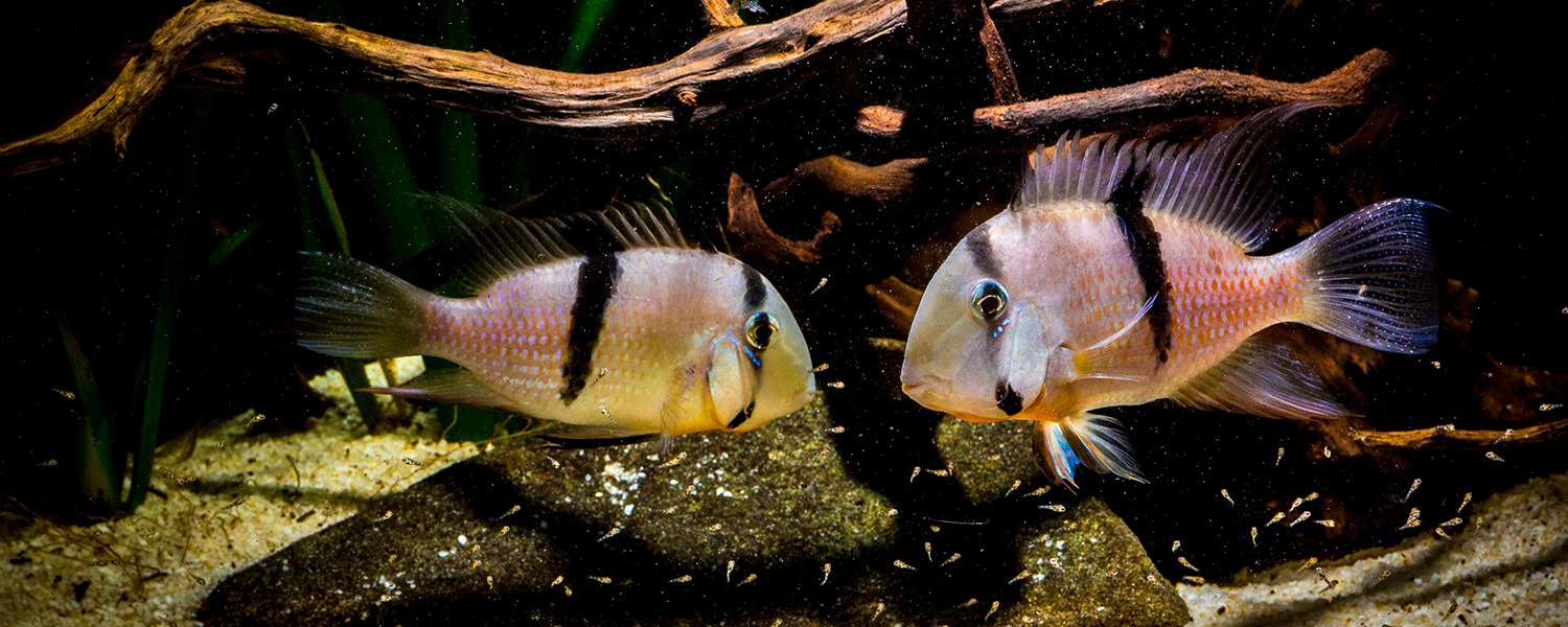 Reproduction sexuée